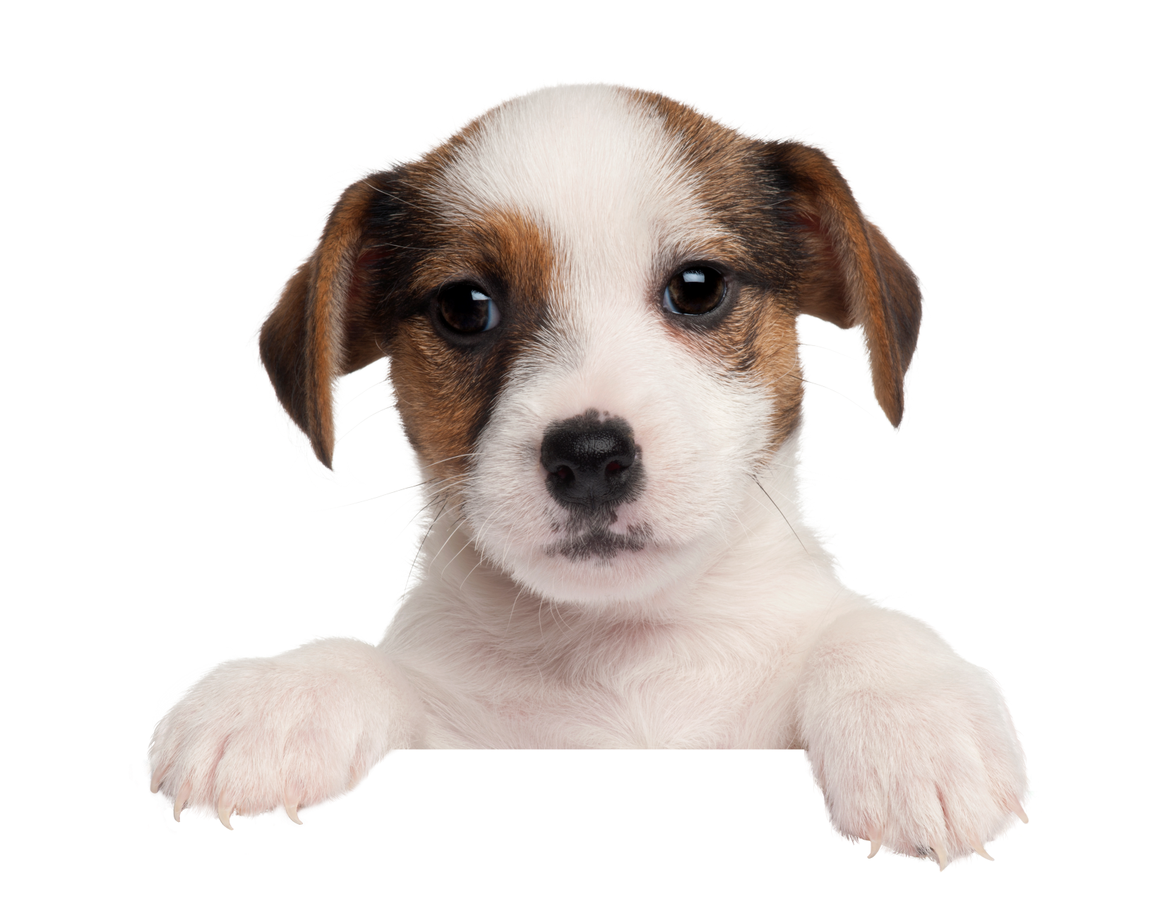 Five Star Dry Dog Foods Dog Food Advisor