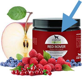 healthiest fruits for dogs