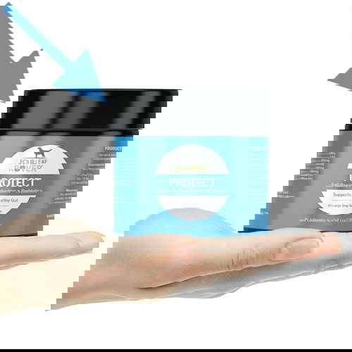 bordetella shots near me