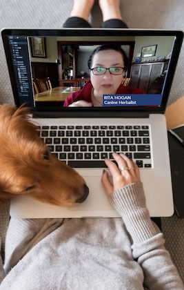 flower remedies for dogs